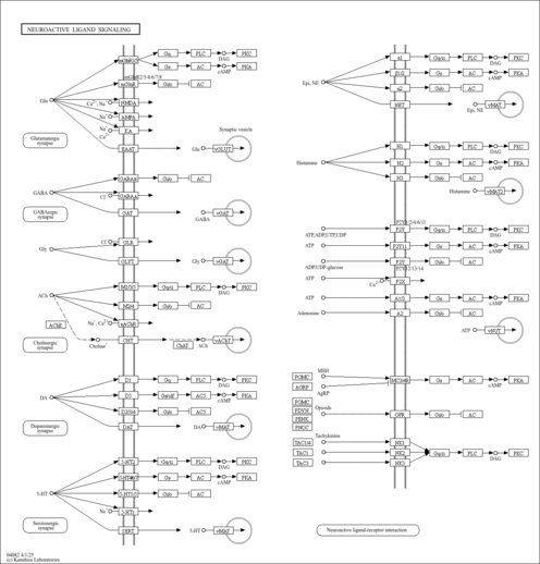 dnm04082
