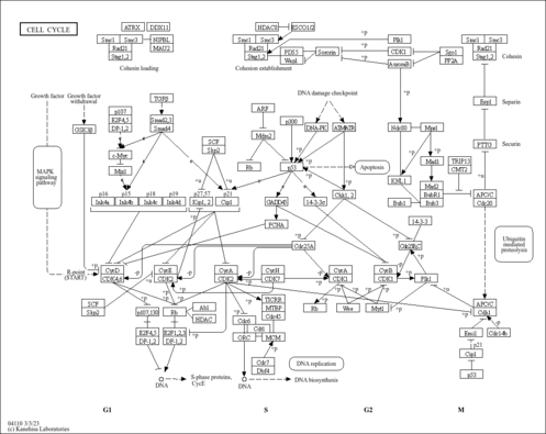 phyp04110