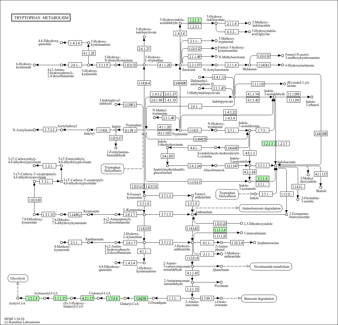 KEGG PATHWAY: Tryptophan metabolism - Alcanivorax borkumensis