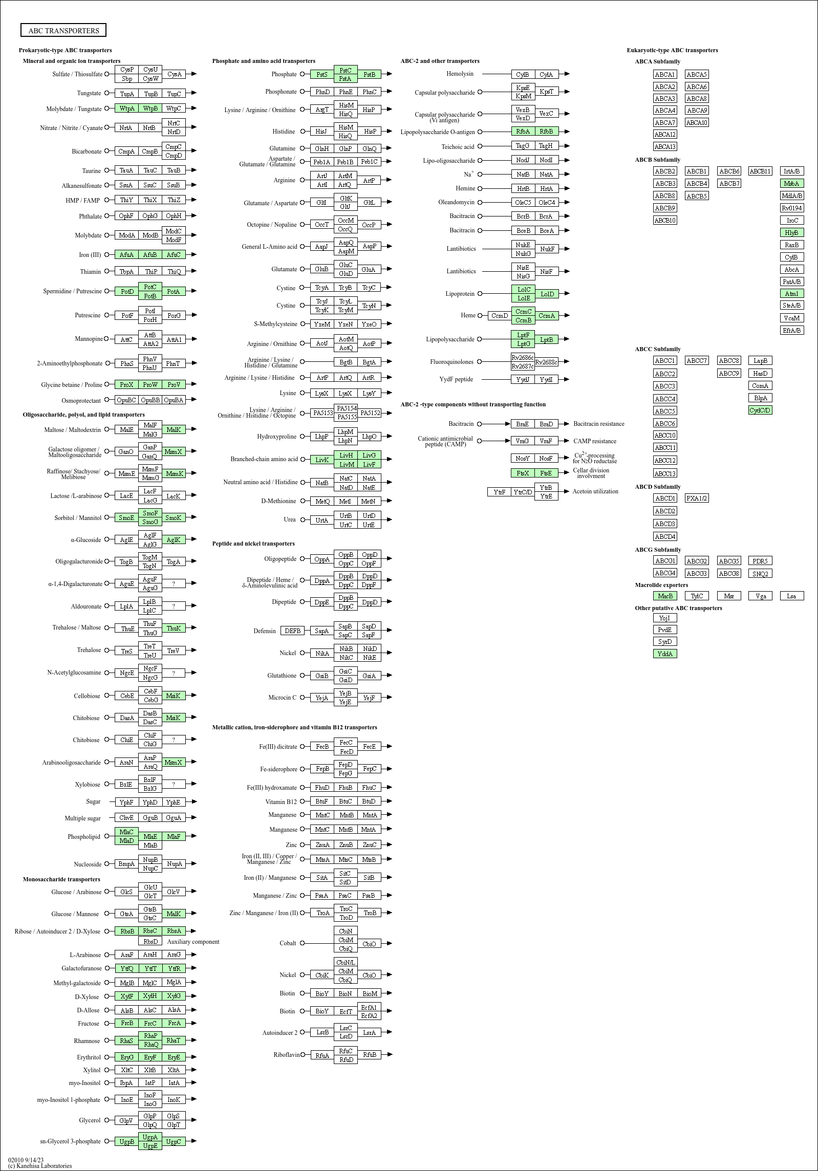 KEGG PATHWAY: ABC transporters - Acidiphilium cryptum