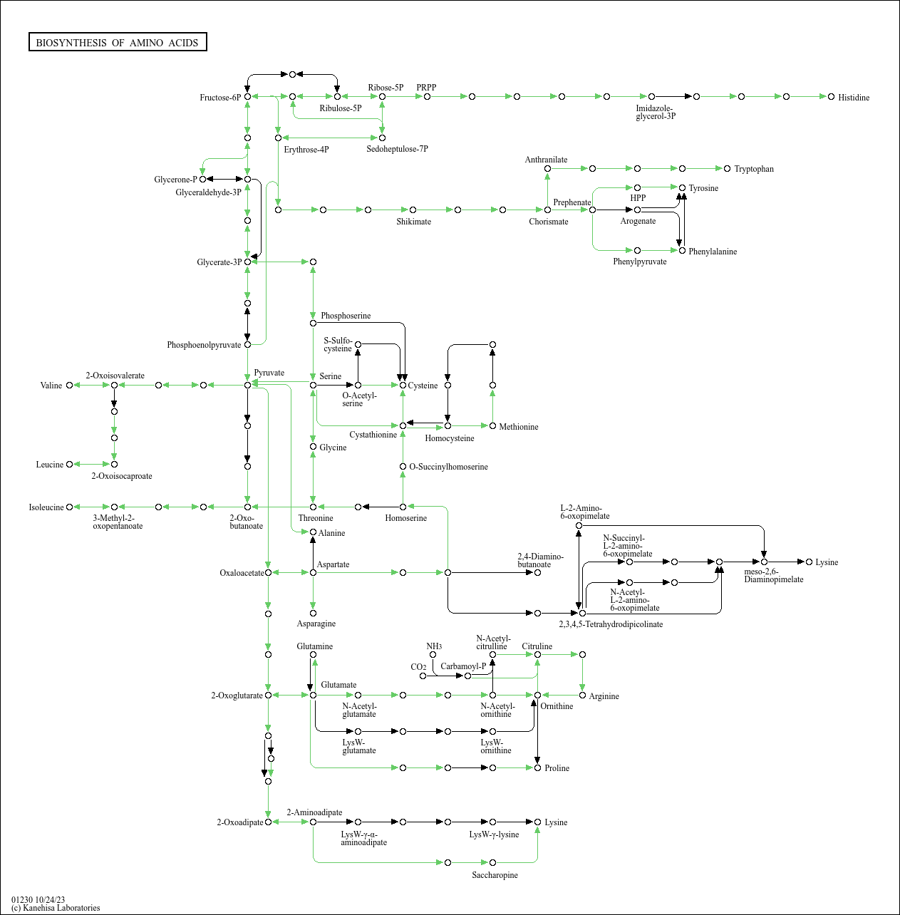 KEGG PATHWAY: Biosynthesis of amino acids - Histoplasma mississippiense