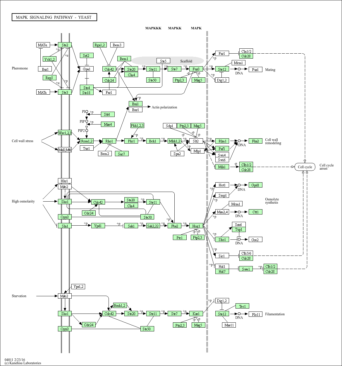 KEGG PATHWAY: MAPK signaling pathway - yeast - Aspergillus nidulans