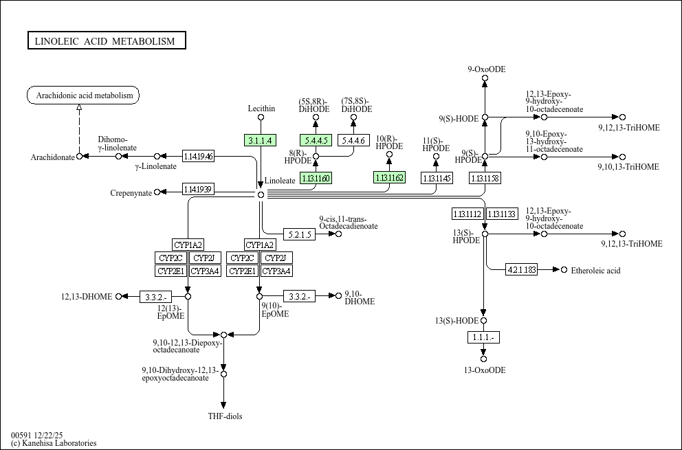 KEGG PATHWAY Linoleic acid metabolism Aspergillus oryzae