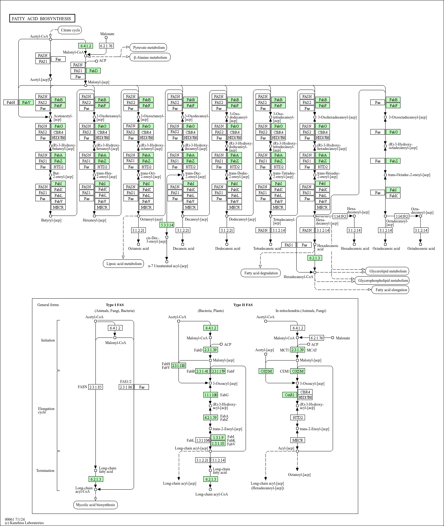 KEGG PATHWAY: Fatty acid biosynthesis - Azotobacter vinelandii DJ