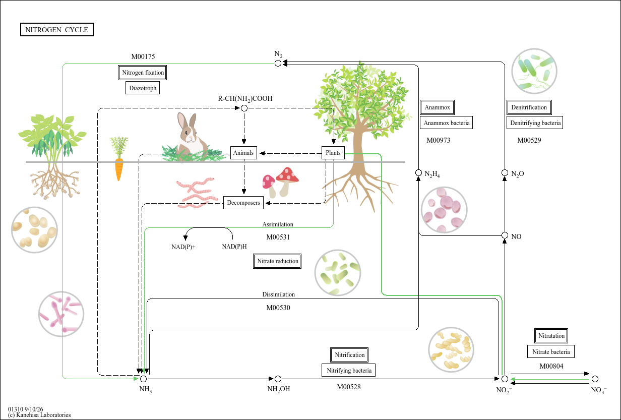 KEGG PATHWAY: Nitrogen cycle - Azotobacter vinelandii DJ