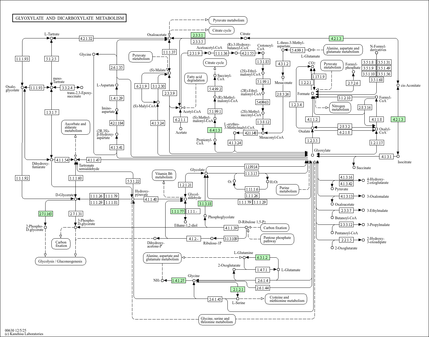 KEGG PATHWAY: Glyoxylate and dicarboxylate metabolism - Bifidobacterium ...
