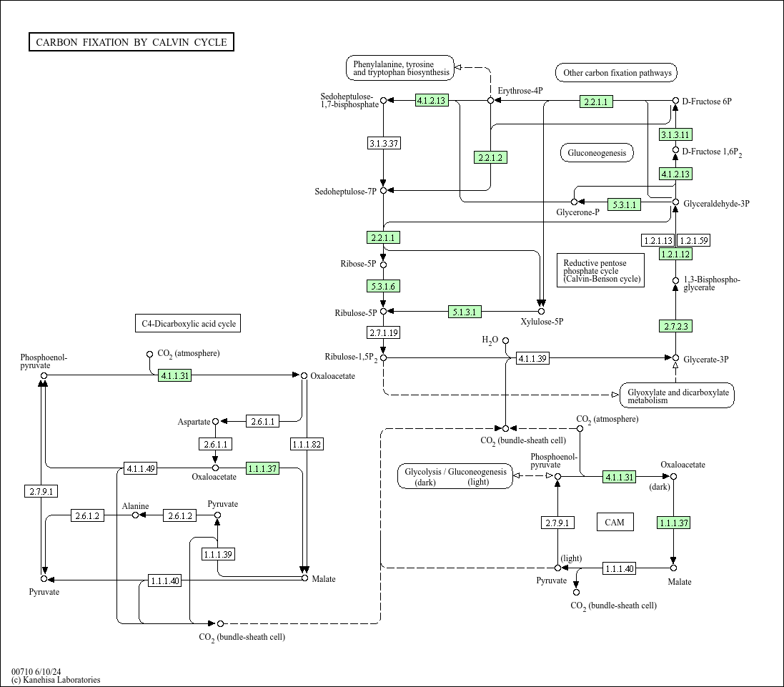 KEGG PATHWAY Carbon fixation by Calvin cycle Corynebacterium