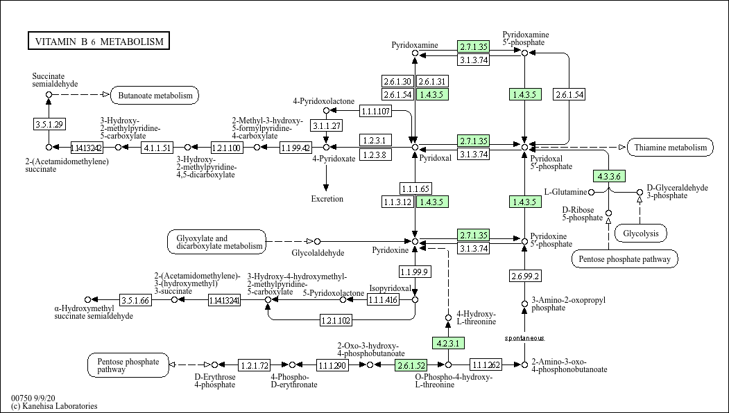 KEGG PATHWAY Vitamin B6 metabolism Corynebacterium glyciniphilum