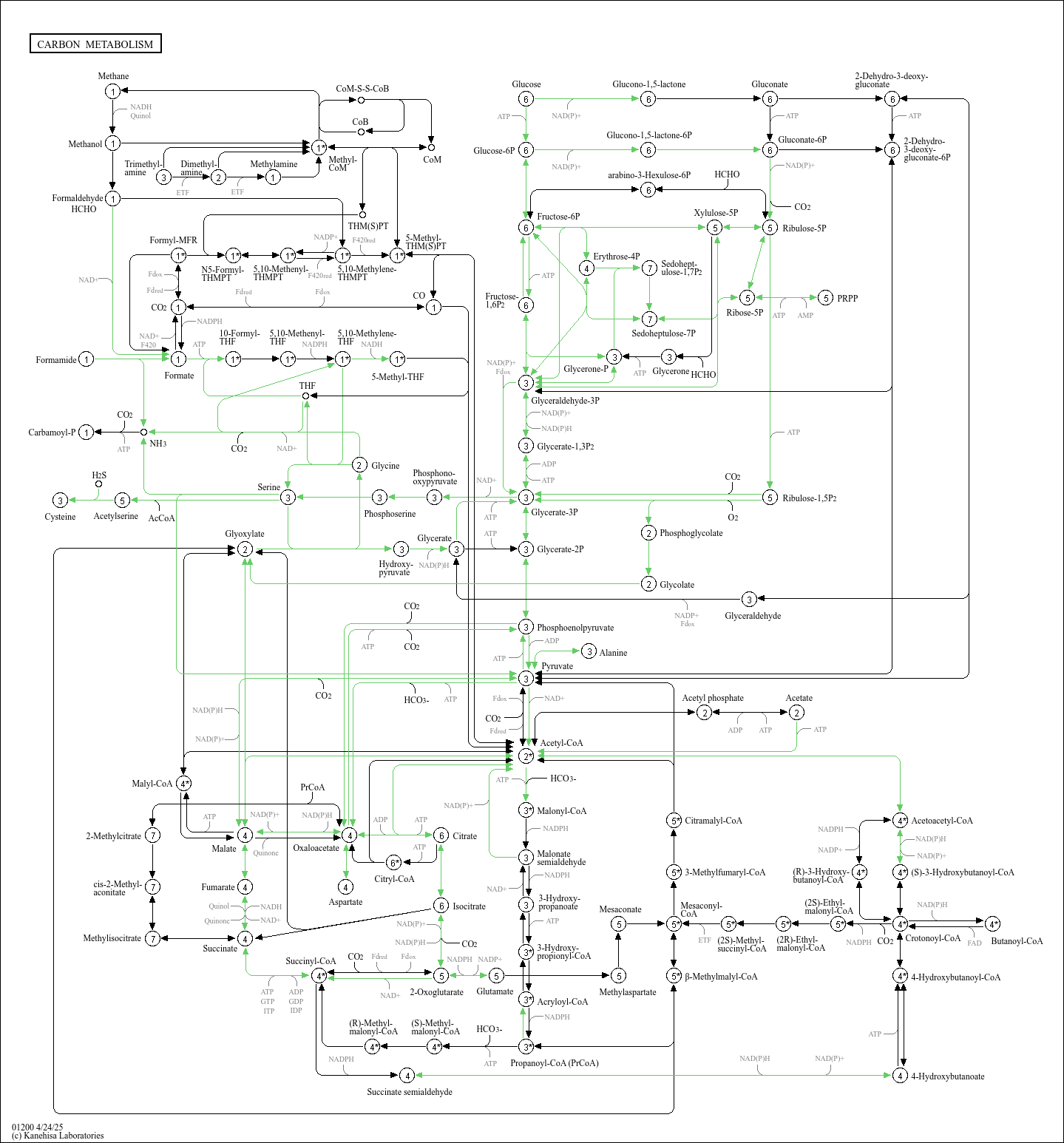 KEGG PATHWAY Carbon metabolism Chlamydomonas reinhardtii