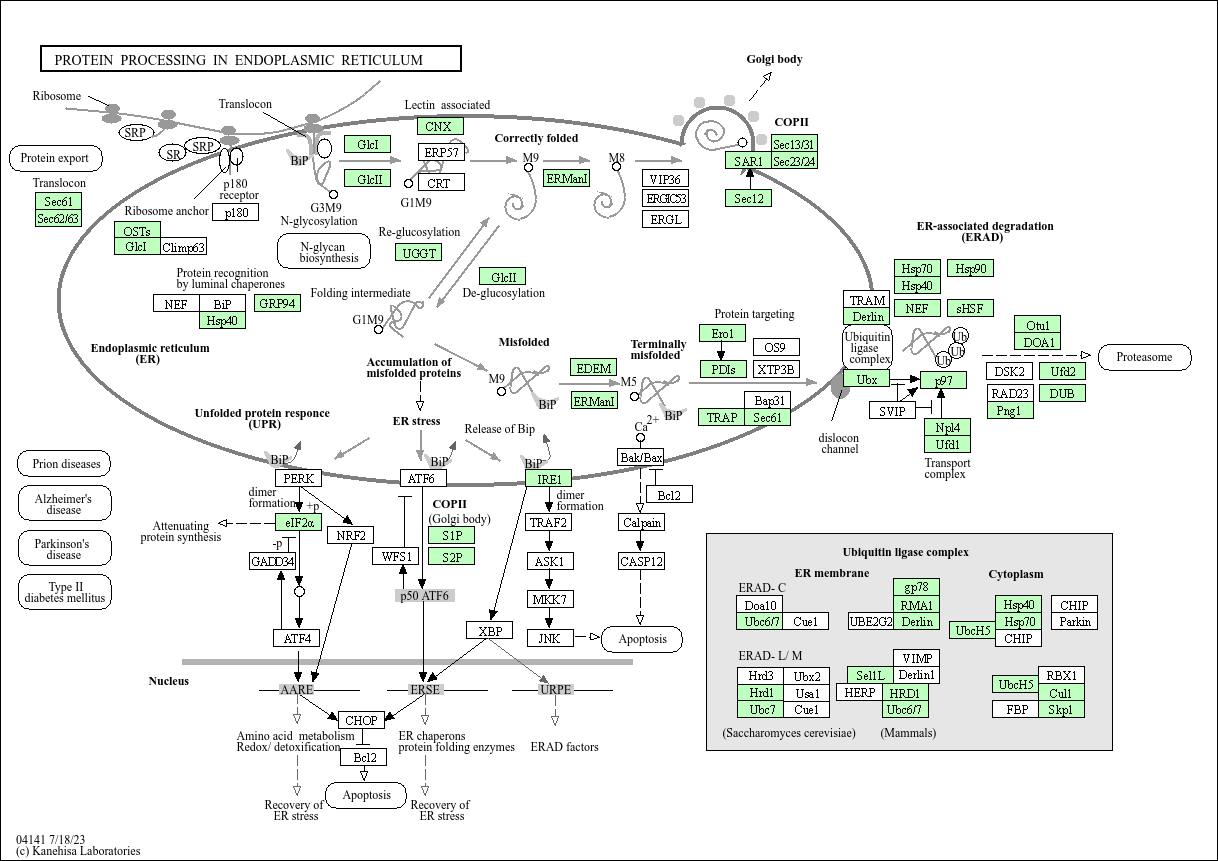 KEGG PATHWAY Protein processing in endoplasmic reticulum Chlorella
