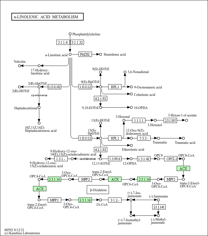 KEGG PATHWAY alphaLinolenic acid metabolism Dermacoccus