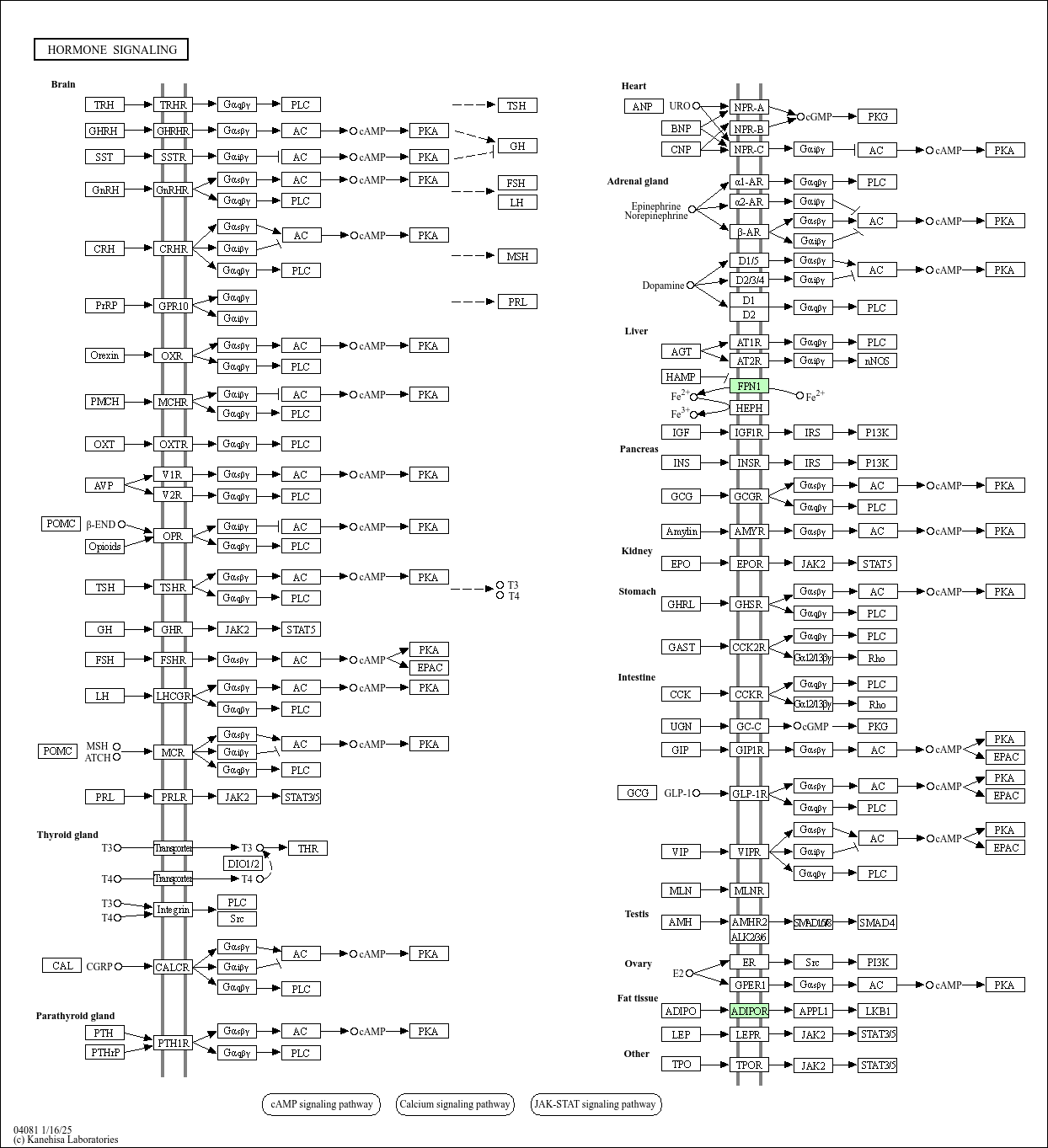 KEGG PATHWAY: Hormone signaling - Oryza sativa japonica (Japanese rice ...