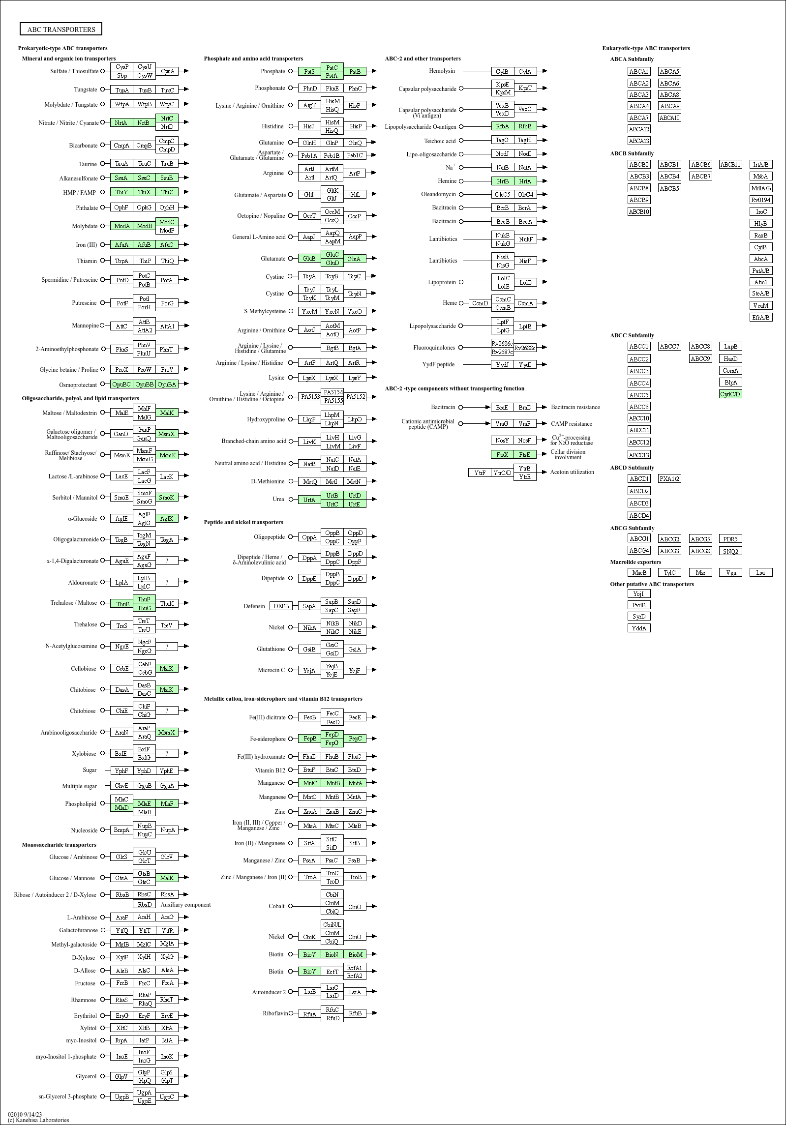 KEGG PATHWAY: ABC transporters - Dietzia psychralcaliphila