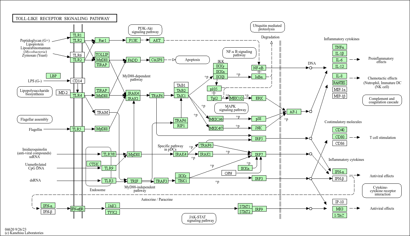 KEGG PATHWAY Tolllike receptor signaling pathway Danio rerio