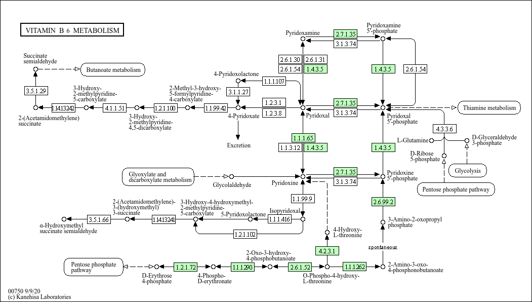 KEGG PATHWAY Vitamin B6 metabolism Escherichia coli BL21(DE3)
