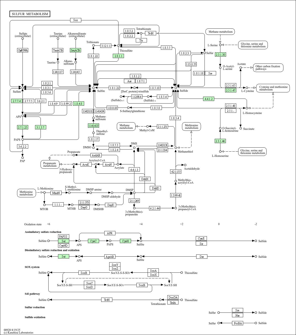 KEGG PATHWAY Sulfur metabolism Fictibacillus arsenicus