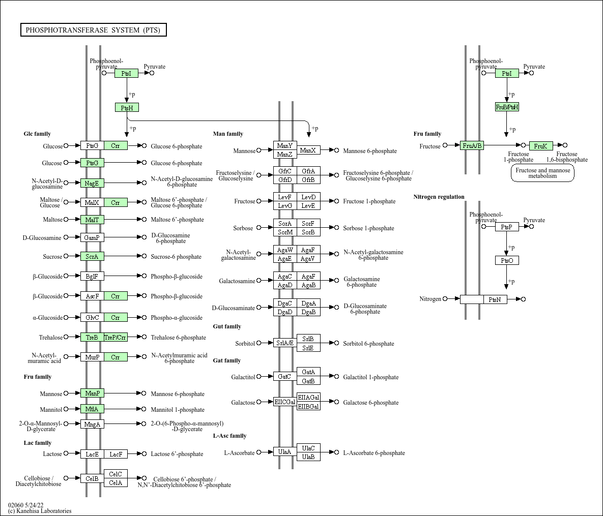 KEGG PATHWAY Phosphotransferase system (PTS) Fictibacillus arsenicus