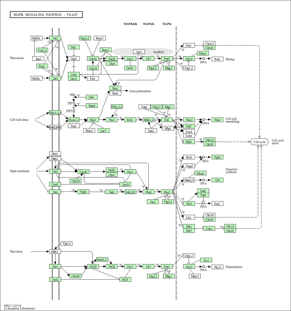 KEGG PATHWAY: MAPK signaling pathway - yeast - Fusarium oxysporum
