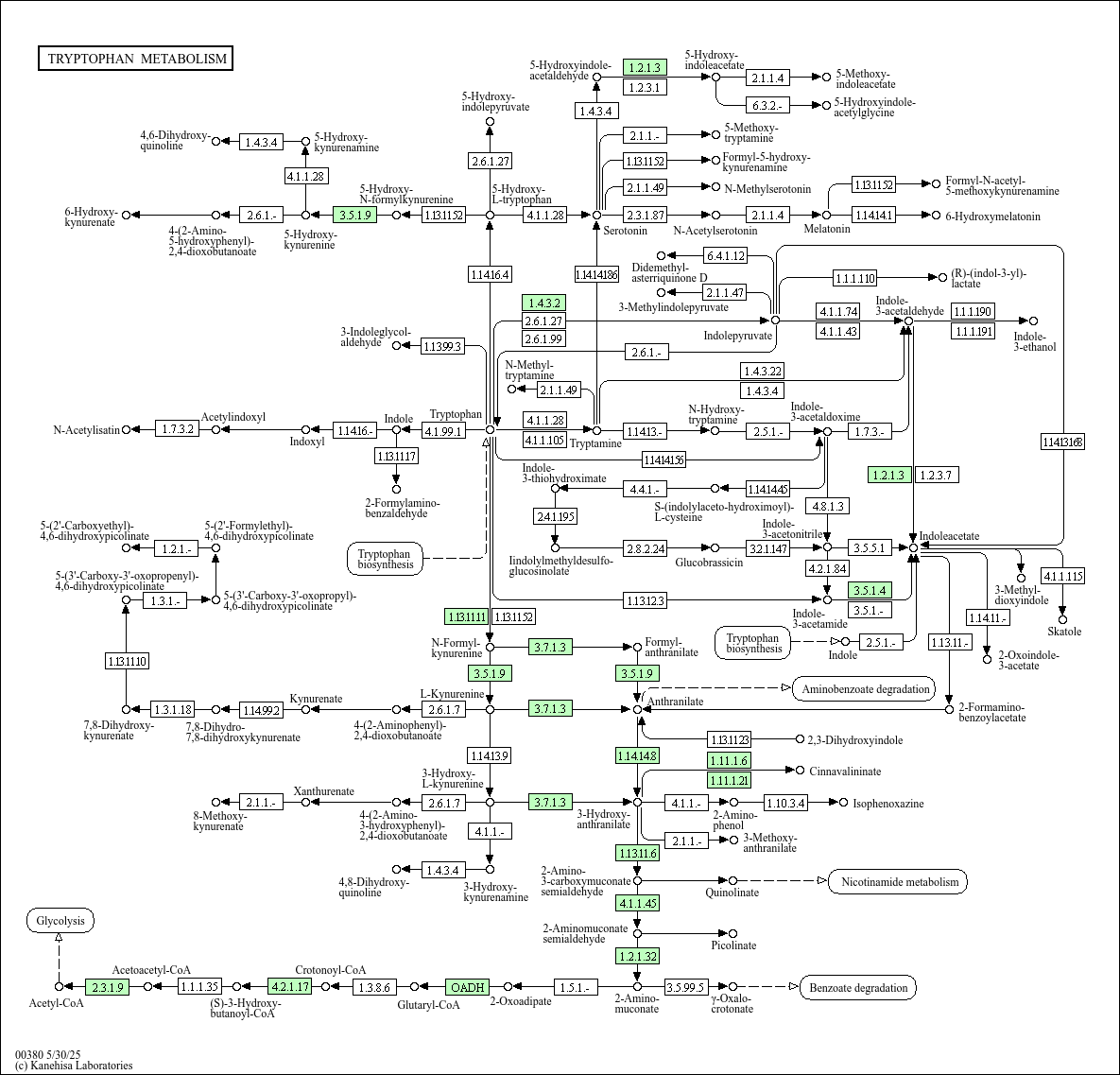 KEGG PATHWAY Tryptophan metabolism Fictibacillus phosphorivorans