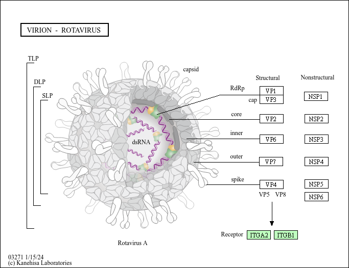KEGG PATHWAY: Virion - Rotavirus - Gadus morhua (Atlantic cod)