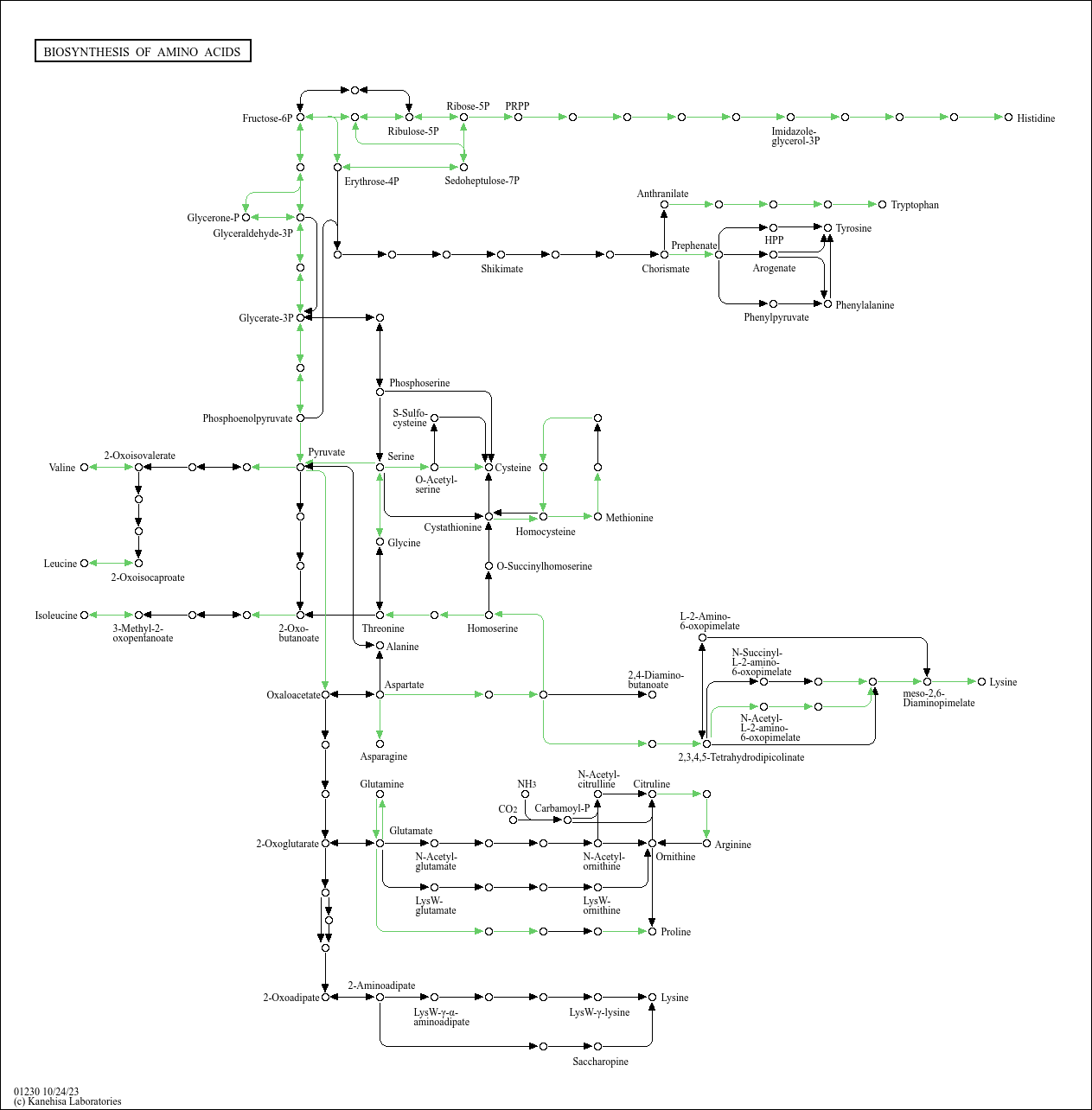 KEGG PATHWAY: Biosynthesis of amino acids - Lacticaseibacillus rhamnosus GG