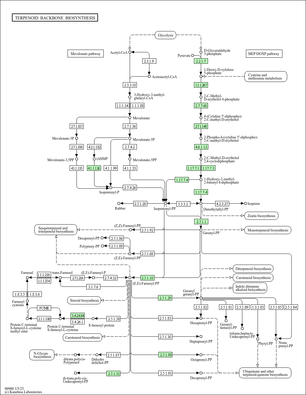 KEGG PATHWAY: Terpenoid backbone biosynthesis - Methylotuvimicrobium ...