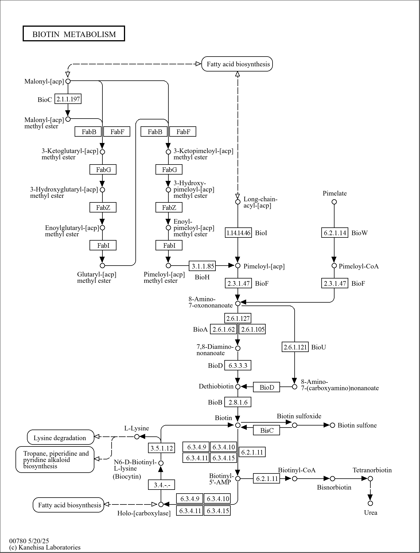 KEGG PATHWAY: Biotin metabolism - Reference pathway