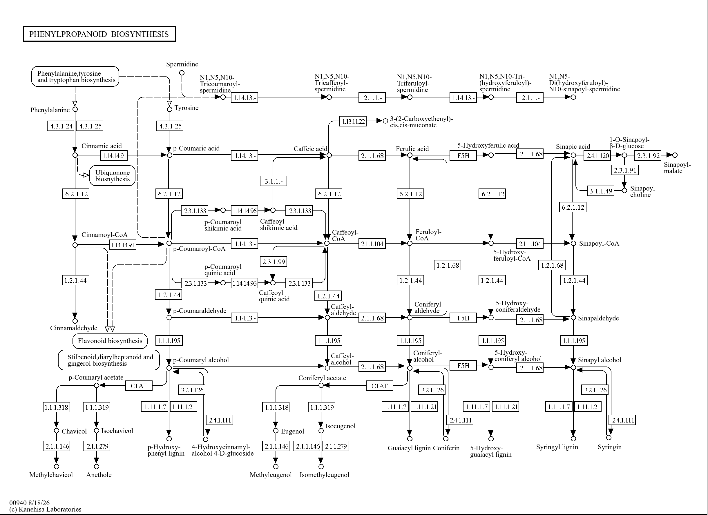 KEGG PATHWAY: Phenylpropanoid biosynthesis - Reference pathway