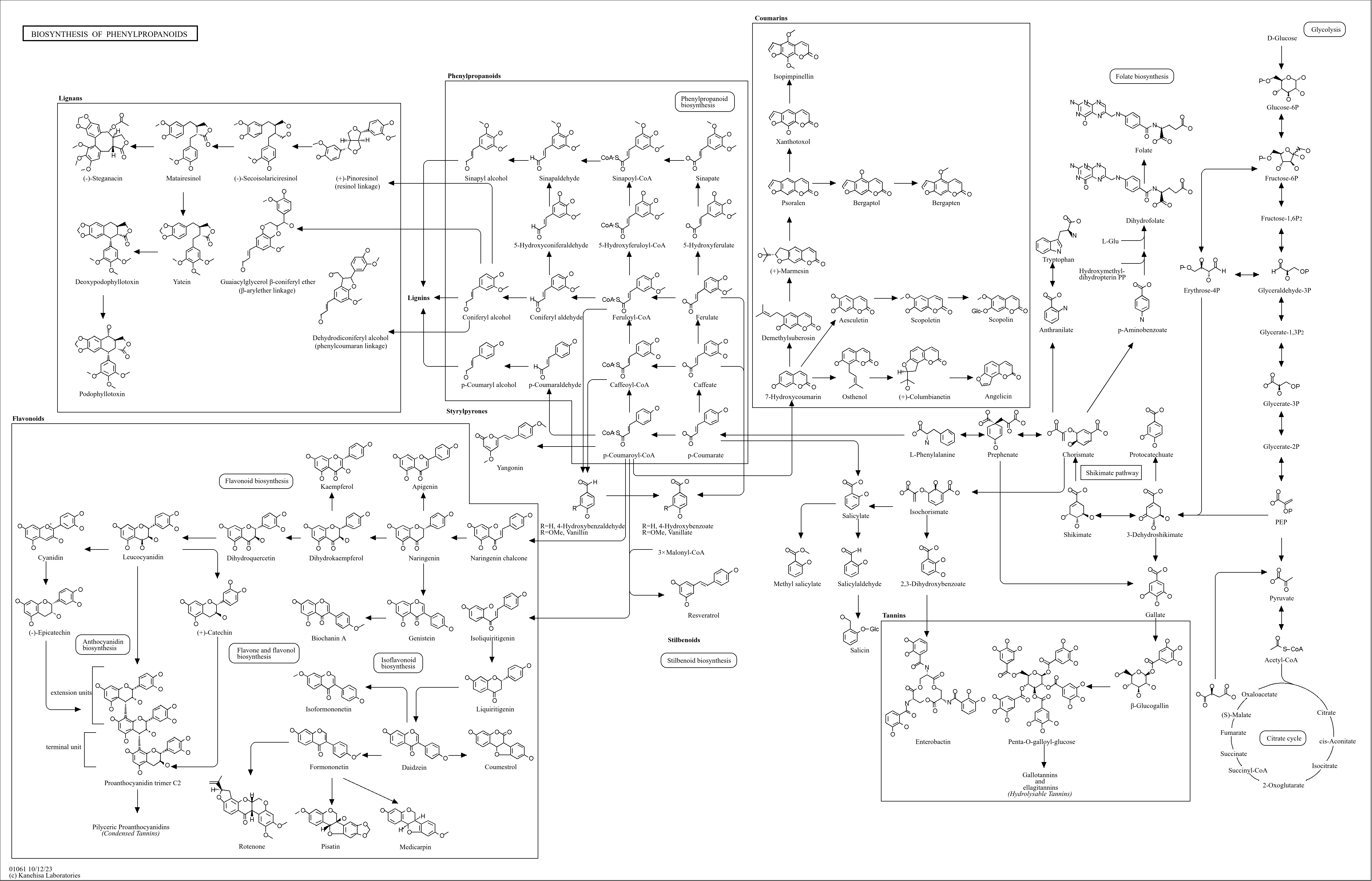 KEGG PATHWAY: Biosynthesis of phenylpropanoids - Reference pathway