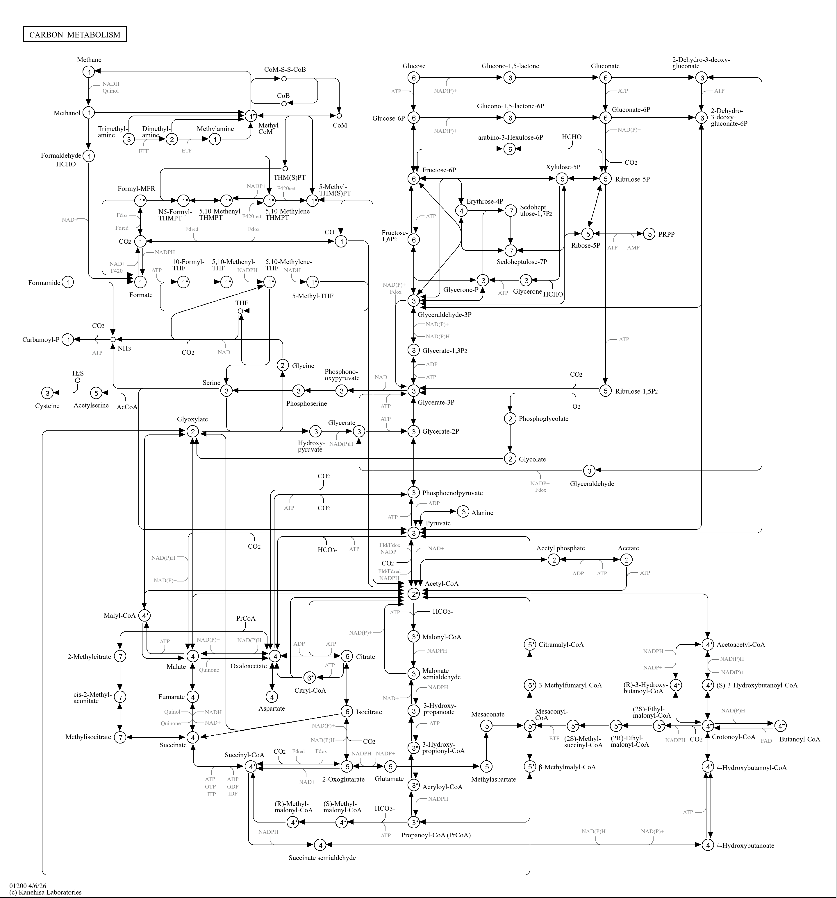 KEGG PATHWAY: Carbon metabolism - Reference pathway