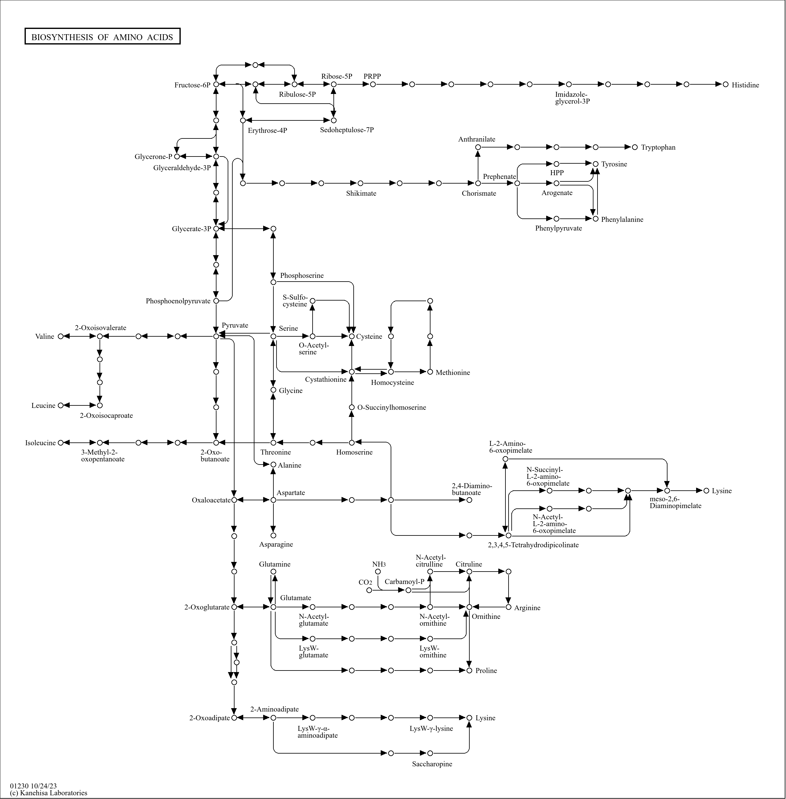 KEGG PATHWAY: Biosynthesis of amino acids - Reference pathway