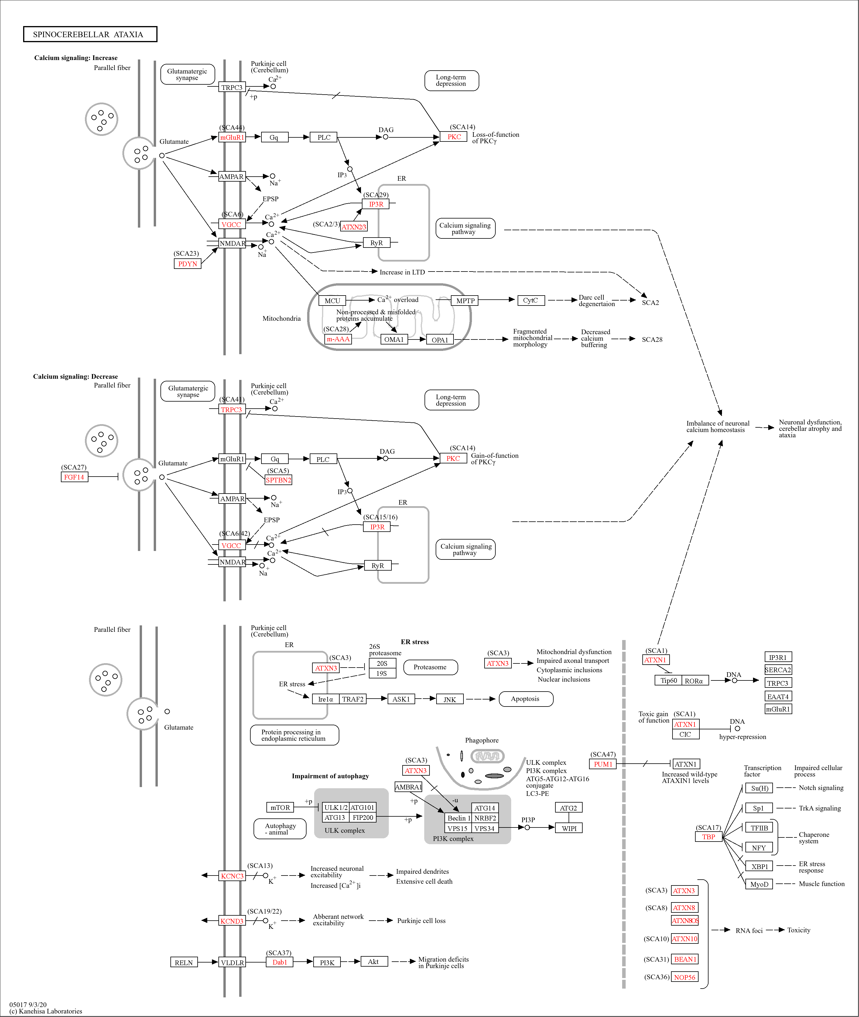 KEGG PATHWAY: Spinocerebellar ataxia - Reference pathway