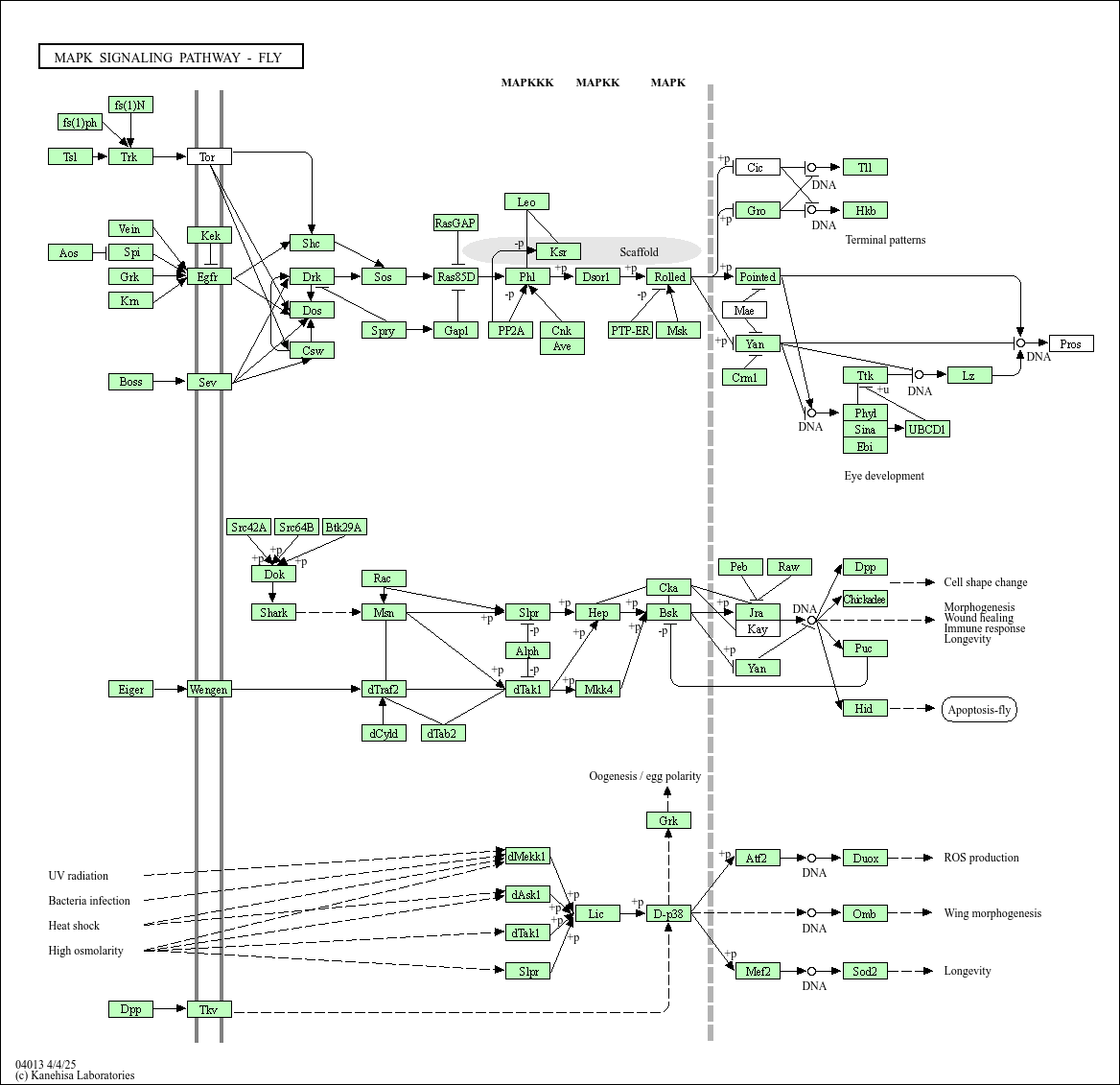KEGG PATHWAY: MAPK signaling pathway - fly - Musca domestica (house fly)