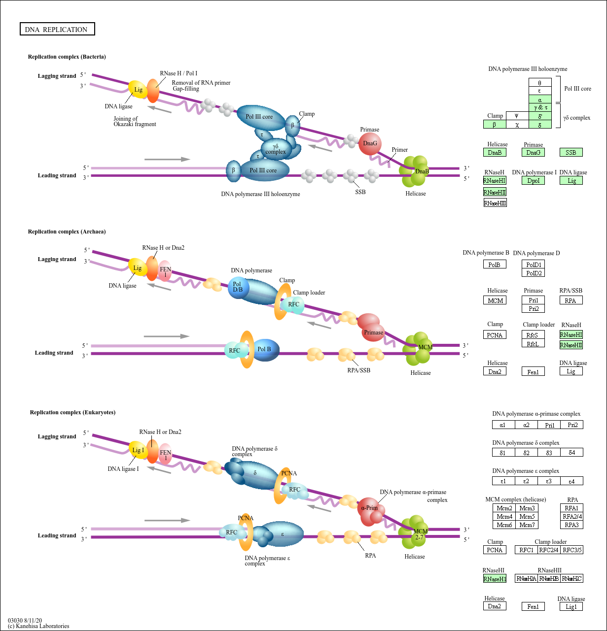 Punctiforme KEGG PATHWAY: DNA replication - Nostoc punctiforme