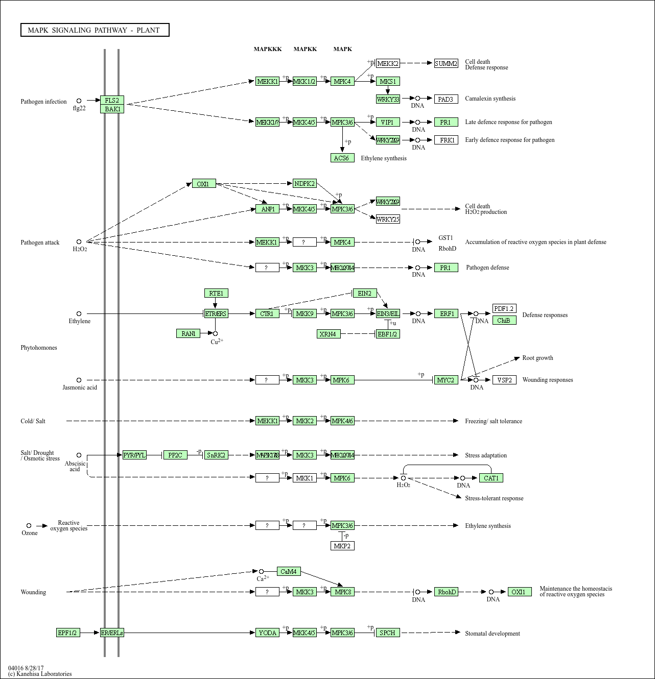 KEGG PATHWAY: MAPK signaling pathway - plant - Nicotiana tabacum ...