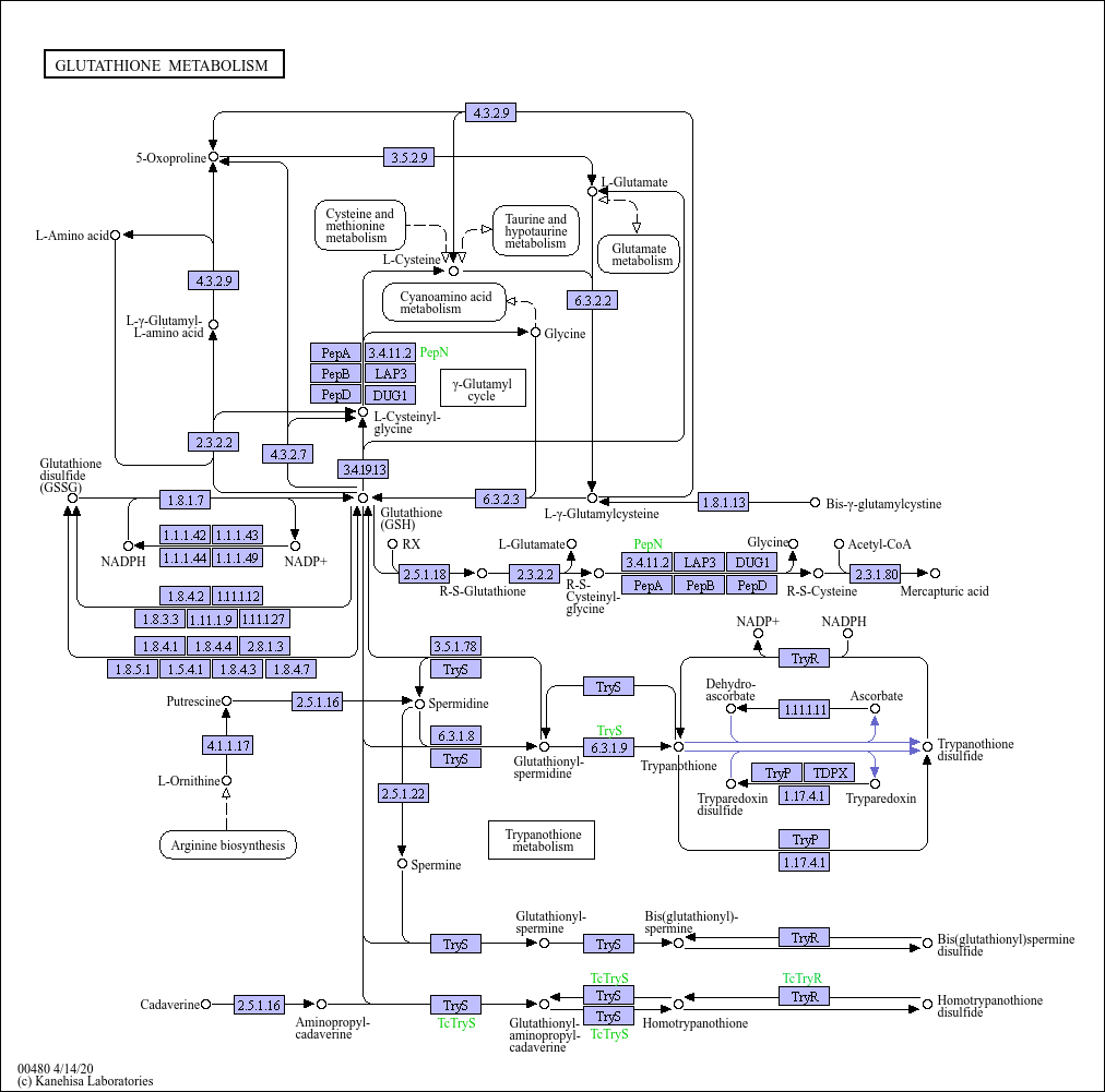 KEGG PATHWAY Glutathione metabolism
