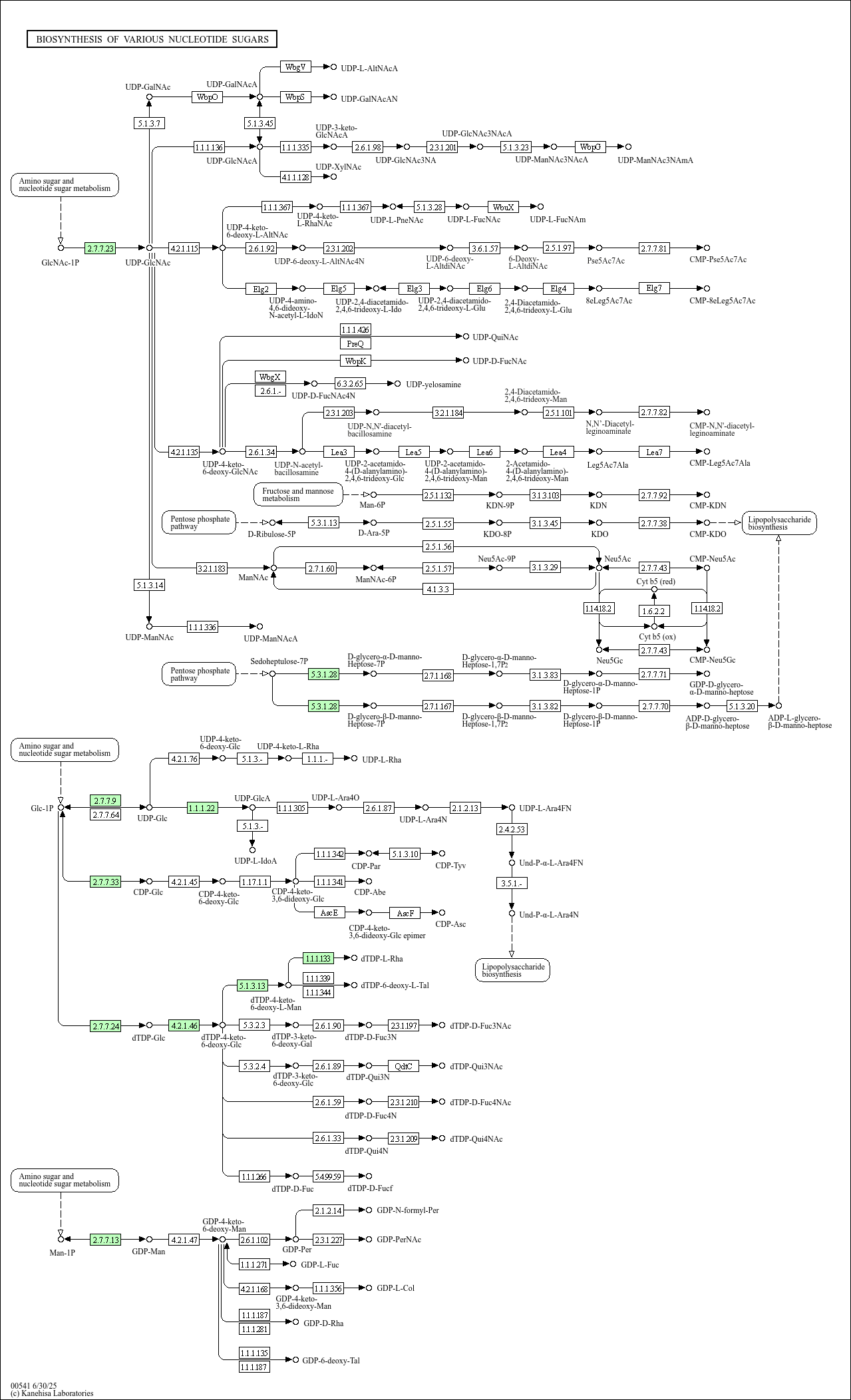 KEGG PATHWAY: Biosynthesis of various nucleotide sugars - Rhodococcus ...
