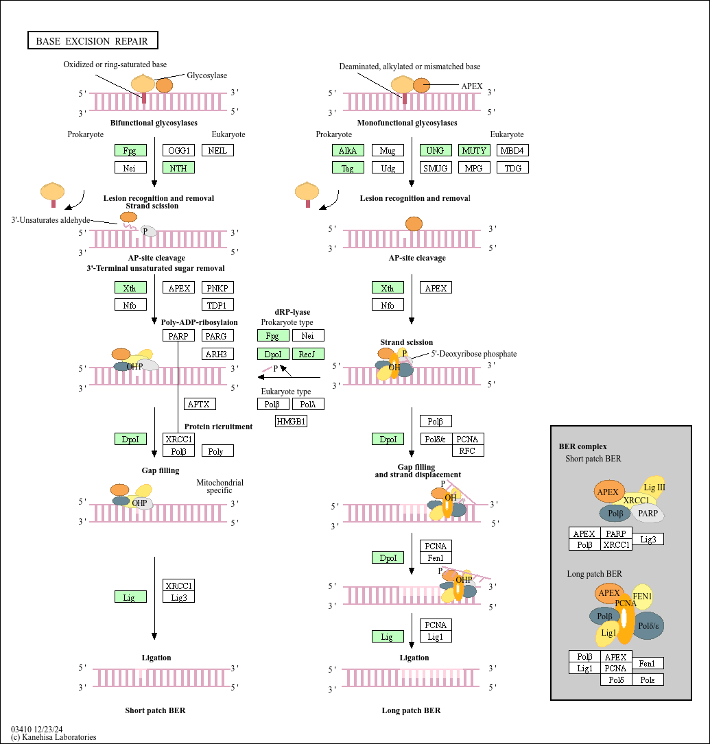 KEGG PATHWAY: Base excision repair - Simiduia agarivorans