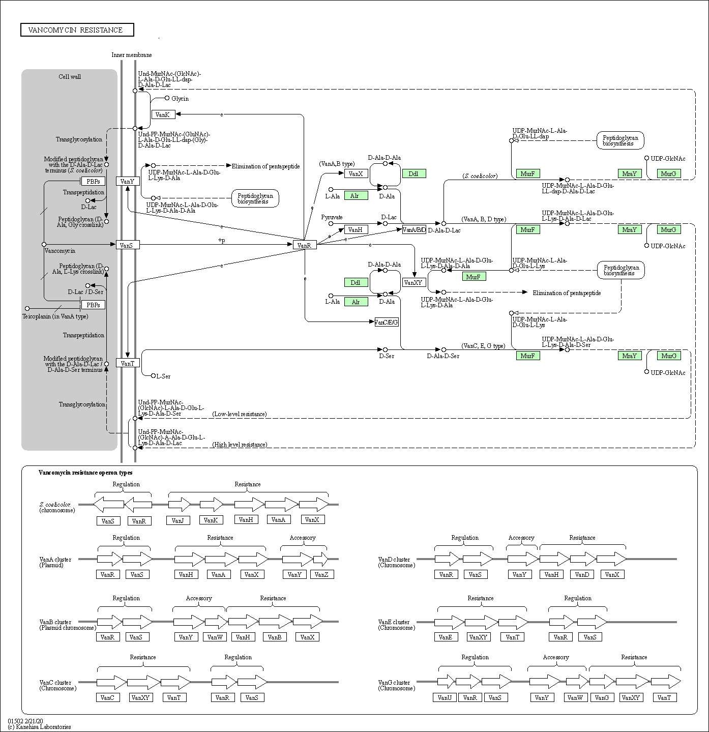 Vanb Operon KEGG PATHWAY: Vancomycin resistance - Staphylococcus aureus subsp ...