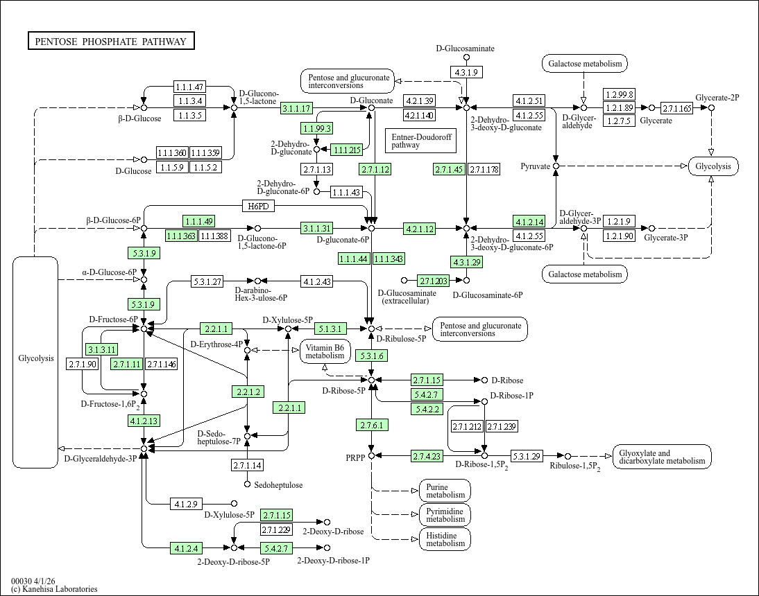 KEGG PATHWAY: Pentose phosphate pathway - Serratia fonticola DSM 4576