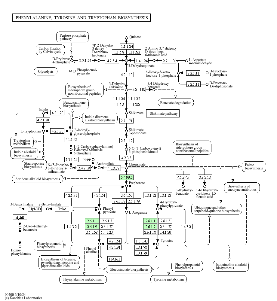 KEGG PATHWAY: Phenylalanine, tyrosine and tryptophan biosynthesis ...