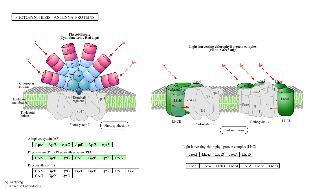 KEGG PATHWAY Photosynthesis antenna proteins Synechocystis sp. PCC