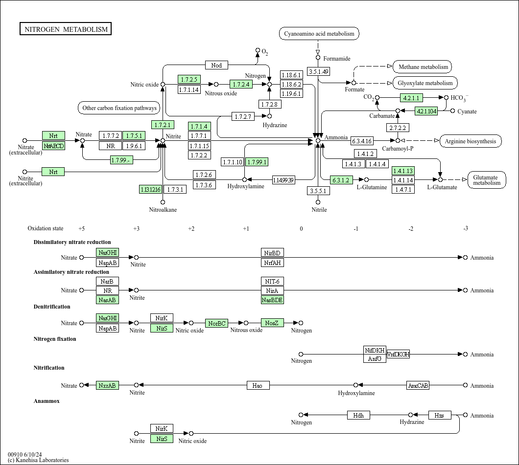 KEGG PATHWAY: Nitrogen metabolism - Thiobacillus denitrificans