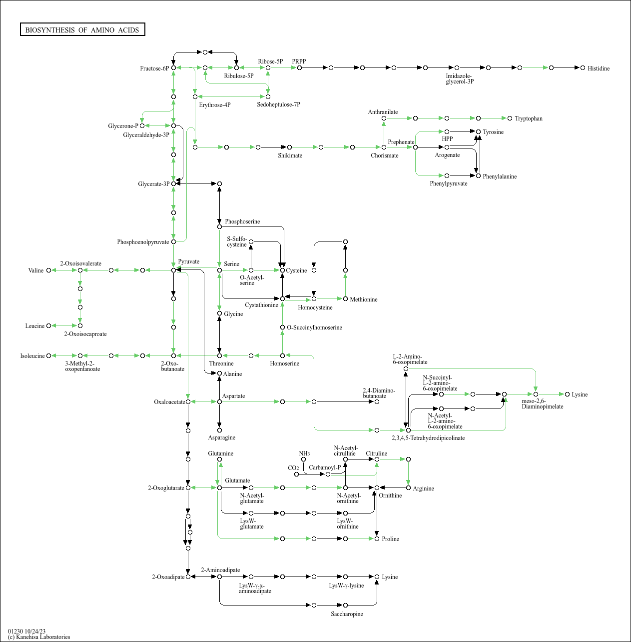 KEGG PATHWAY: Biosynthesis of amino acids - Veillonella nakazawae