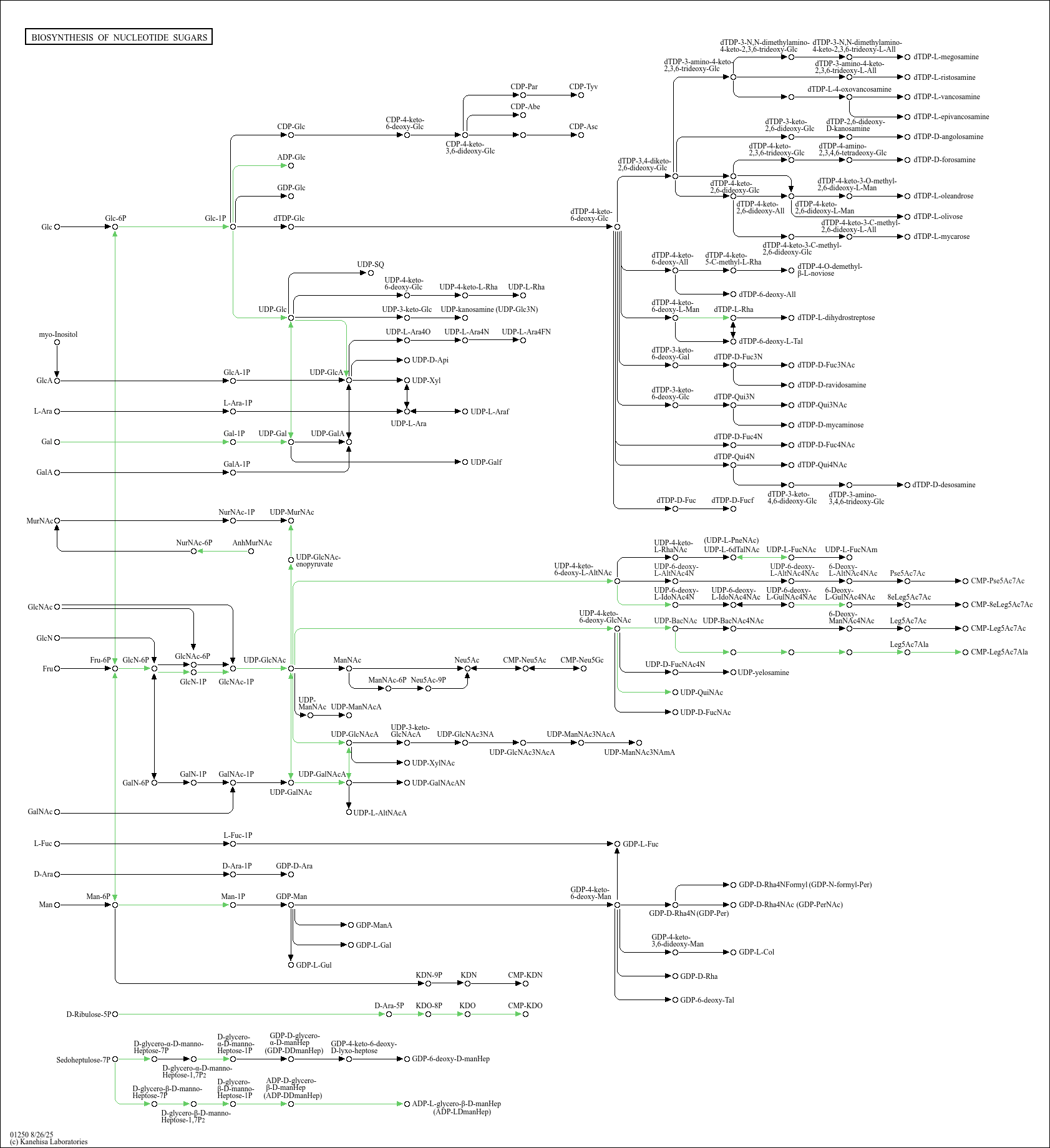 KEGG PATHWAY: Biosynthesis of nucleotide sugars - Vibrio vulnificus MO6 ...