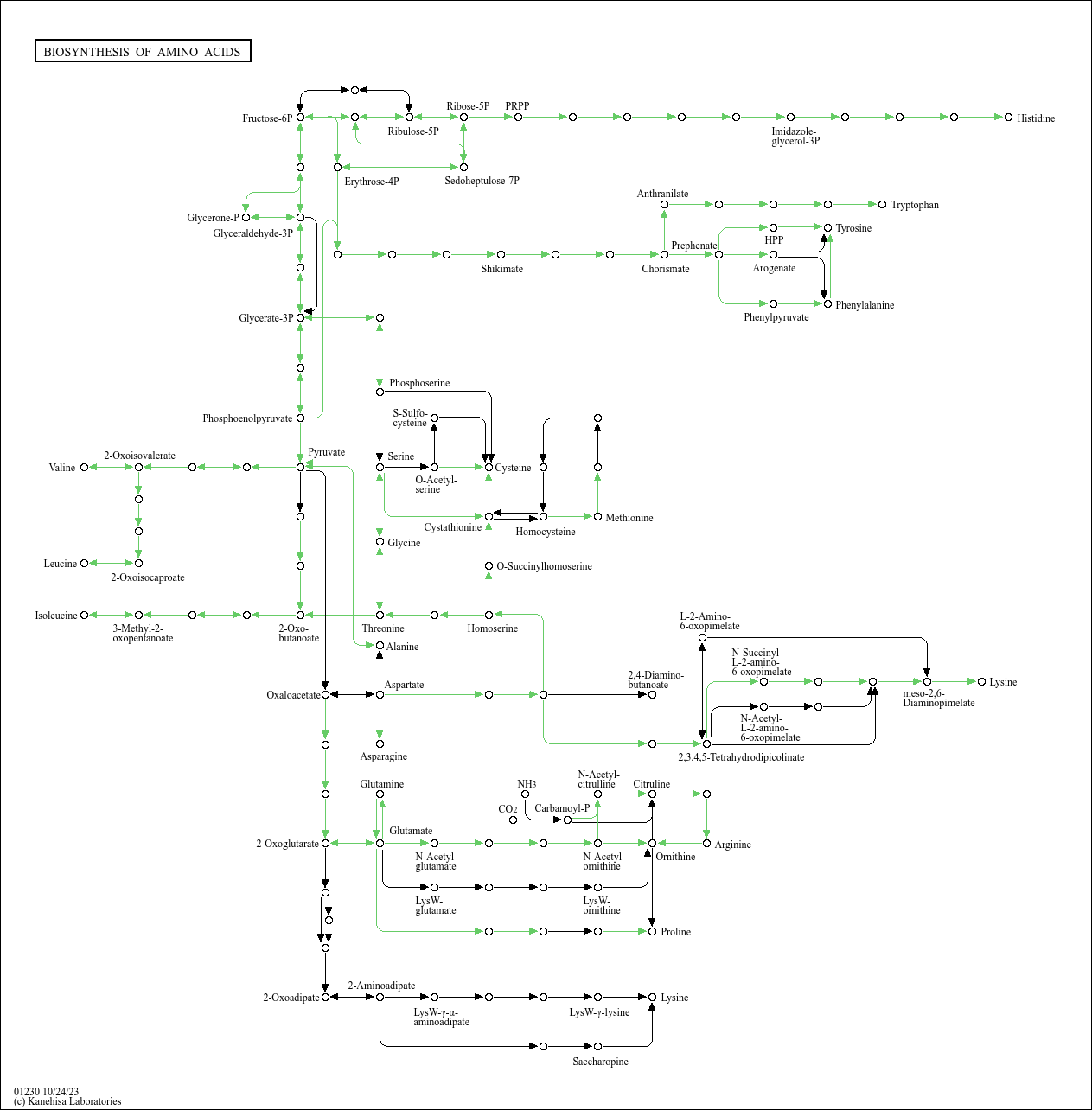 KEGG PATHWAY Biosynthesis of amino acids Xanthomonas oryzae pv